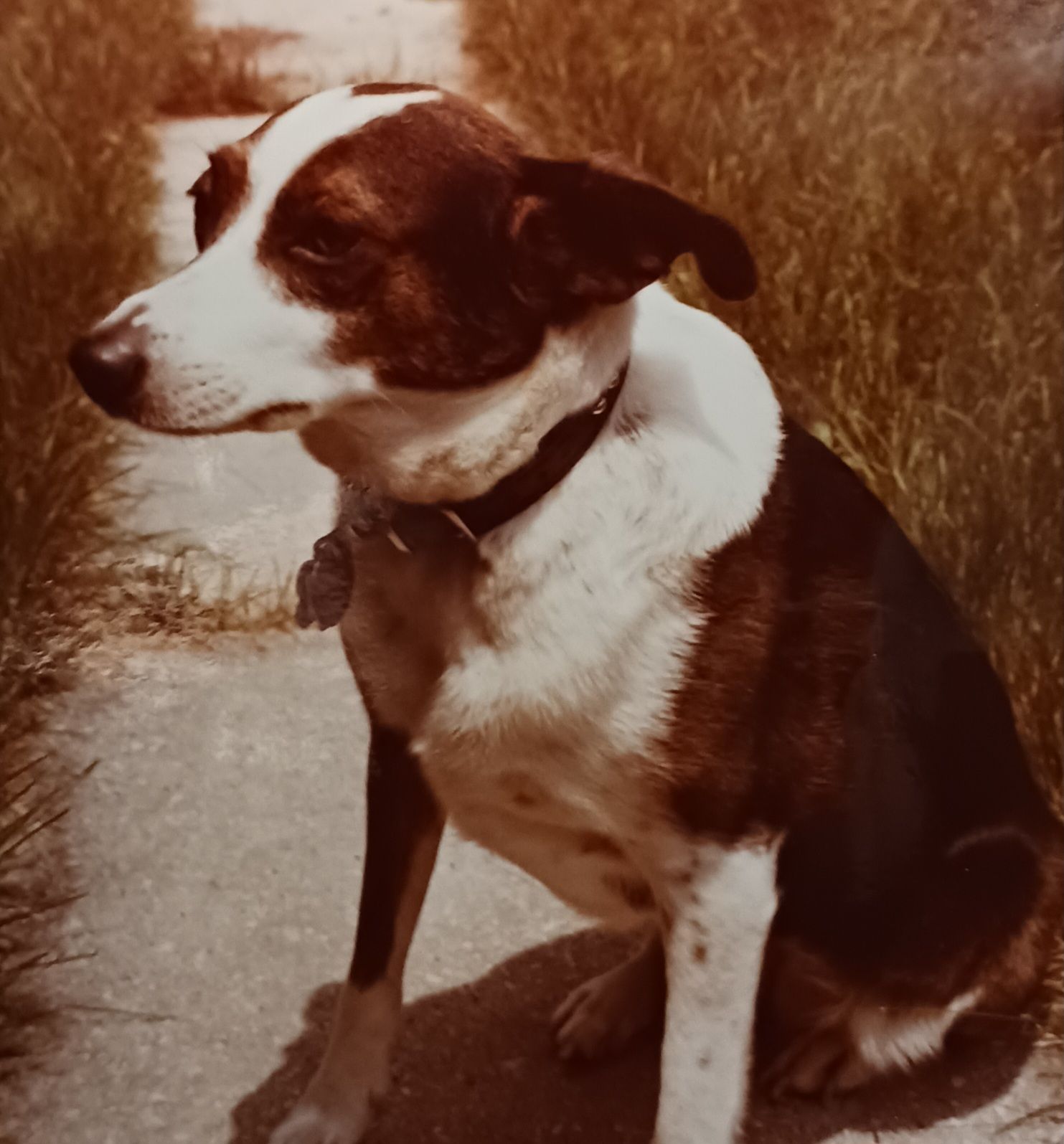 Memory of Ilse Seplak